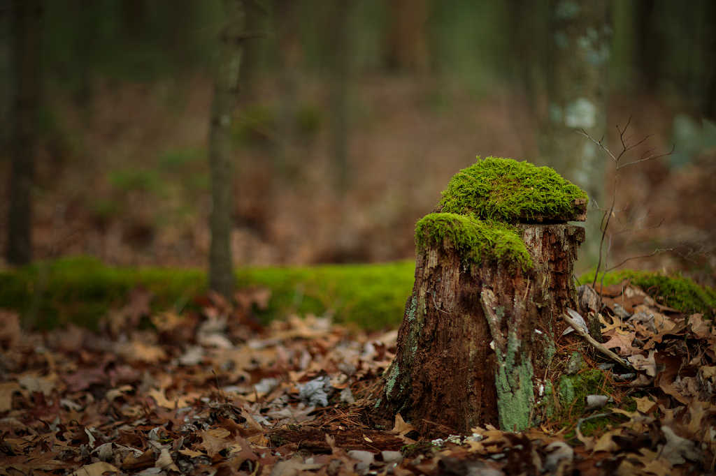 Kings Gap Environmental Education Center | 500 Kings Gap Rd, Carlisle, PA 17015, USA | Phone: (717) 486-5031