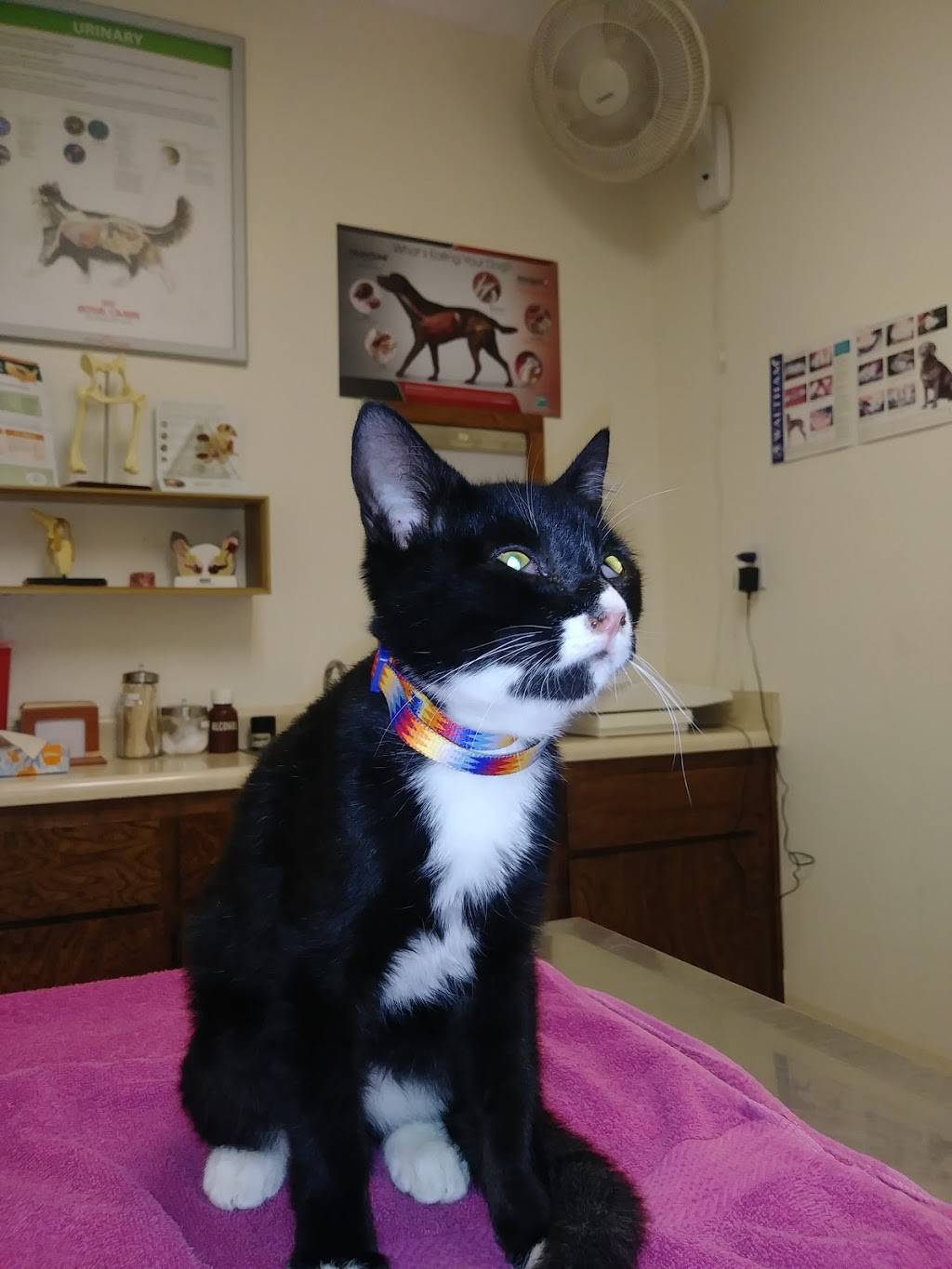 Fremont Veterinary Clinic | 2223 E Fremont St, Stockton, CA 95205, USA | Phone: (209) 465-7291