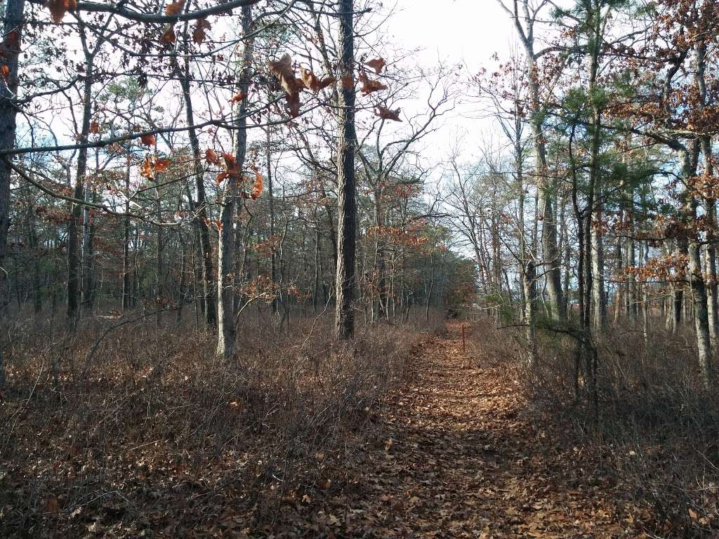 Heron Rookery | Egg Harbor City, NJ 08215, USA