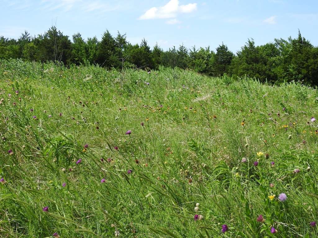 Native Prairie and Woodland | Mesquite, TX 75150, USA