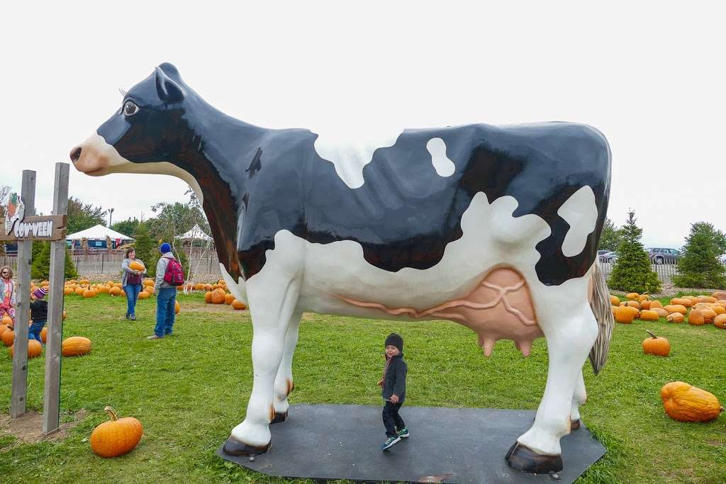 Bengtsons Pumpkin Farm and Fall Fest | 13341 W 151st St, Homer Glen, IL 60491, USA | Phone: (708) 301-3276