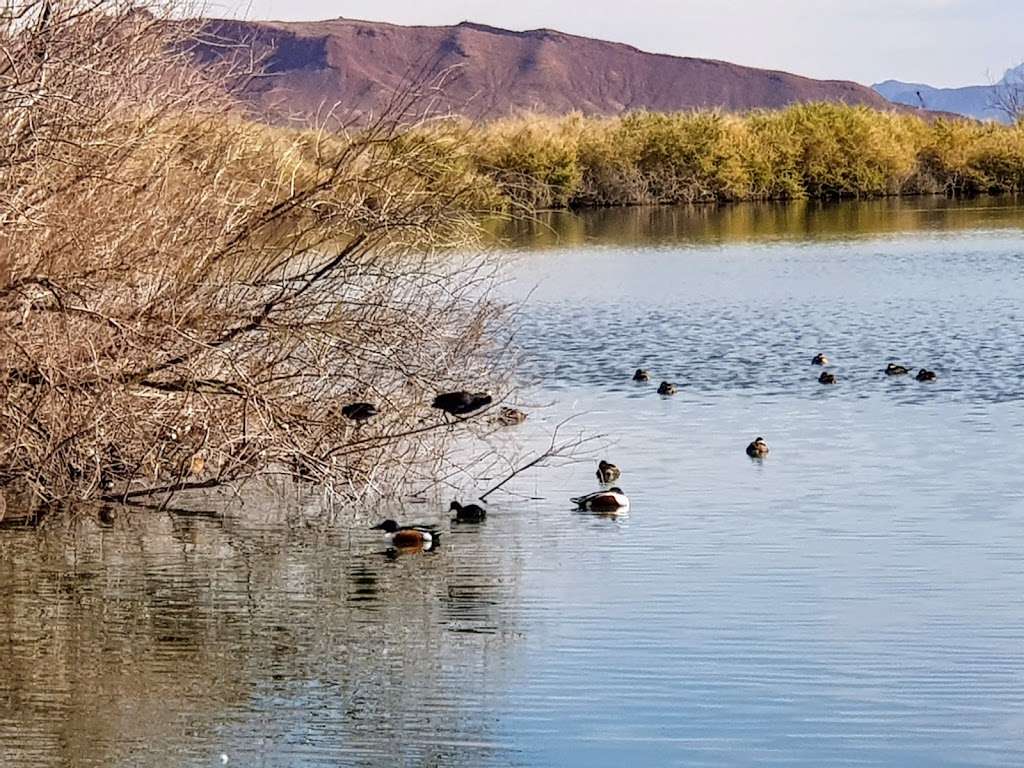 Henderson Bird Viewing Preserve | 350 East Galleria dr., Henderson, NV 89011, USA | Phone: (702) 267-4180