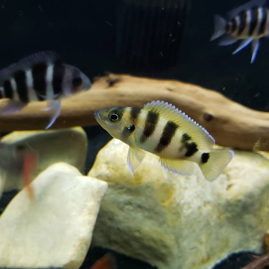 Vegas Valley Cichlids | 5381 Lindero Pl, Las Vegas, NV 89119, USA | Phone: (702) 420-8903