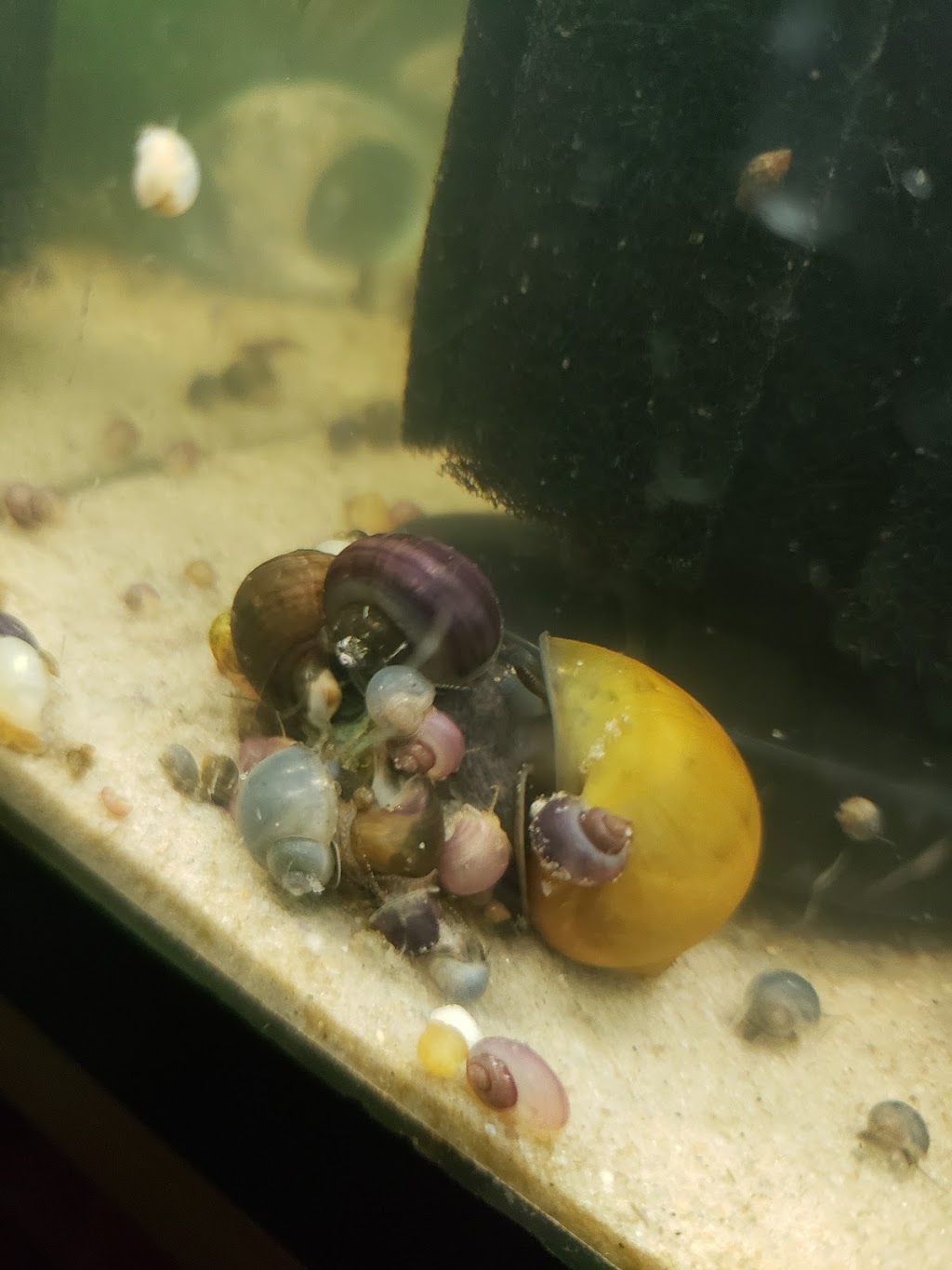 Snabies & Moore | 620 Daniels Rd, Corapeake, NC 27926, USA | Phone: (252) 333-8611