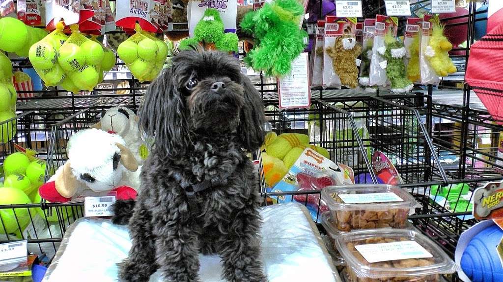 Accent On Animals - South Street | 804 South St, Philadelphia, PA 19147, USA | Phone: (215) 625-8420