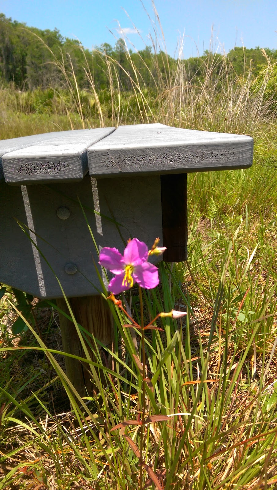 Nature Conservancy | 2700 Scrub Jay Trail, Poinciana, FL 34759, USA | Phone: (407) 935-0002