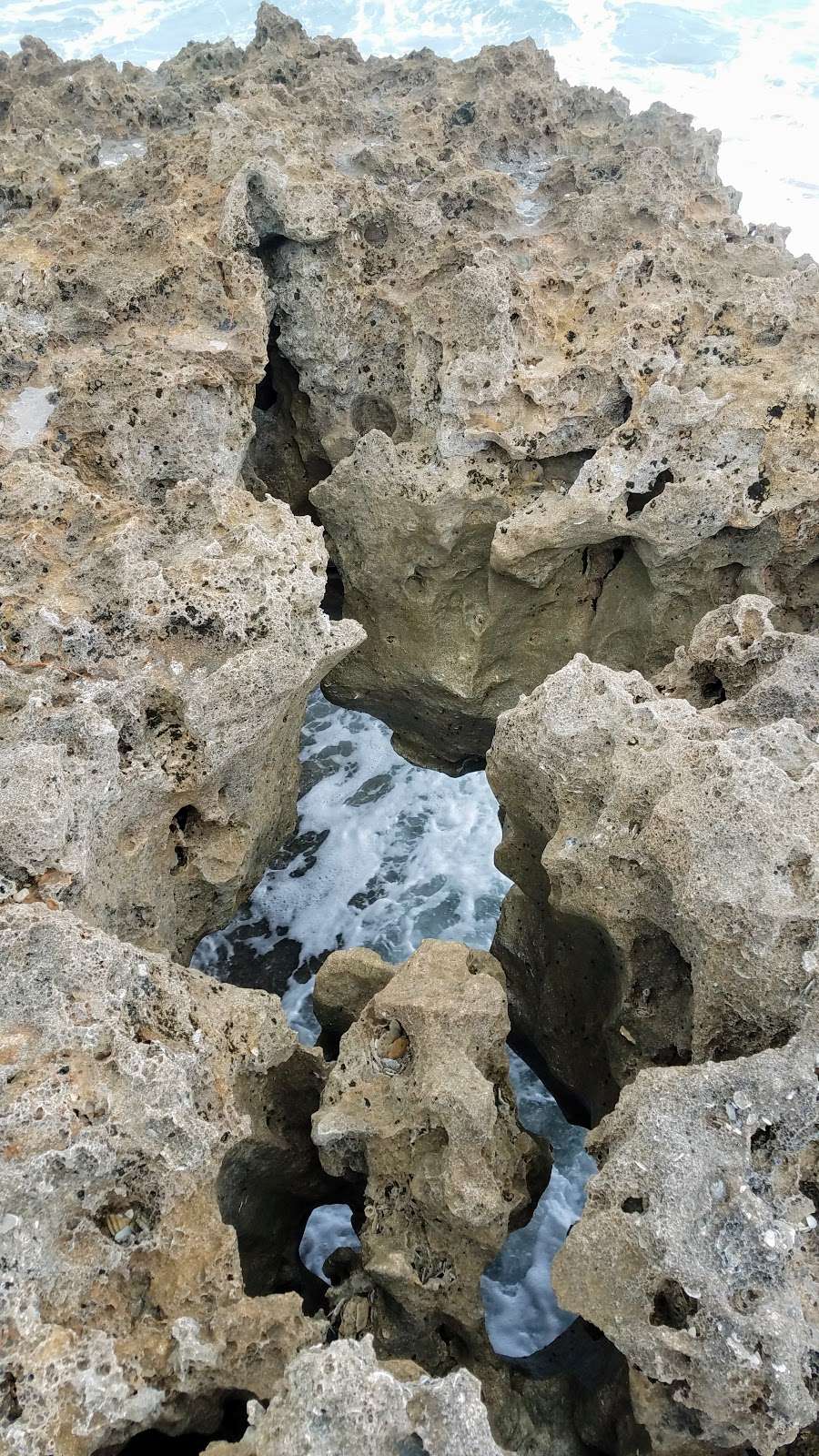 Nature Conservancy Blowing Rocks | 575 S Beach Rd, Hobe Sound, FL 33455, USA | Phone: (561) 744-6668