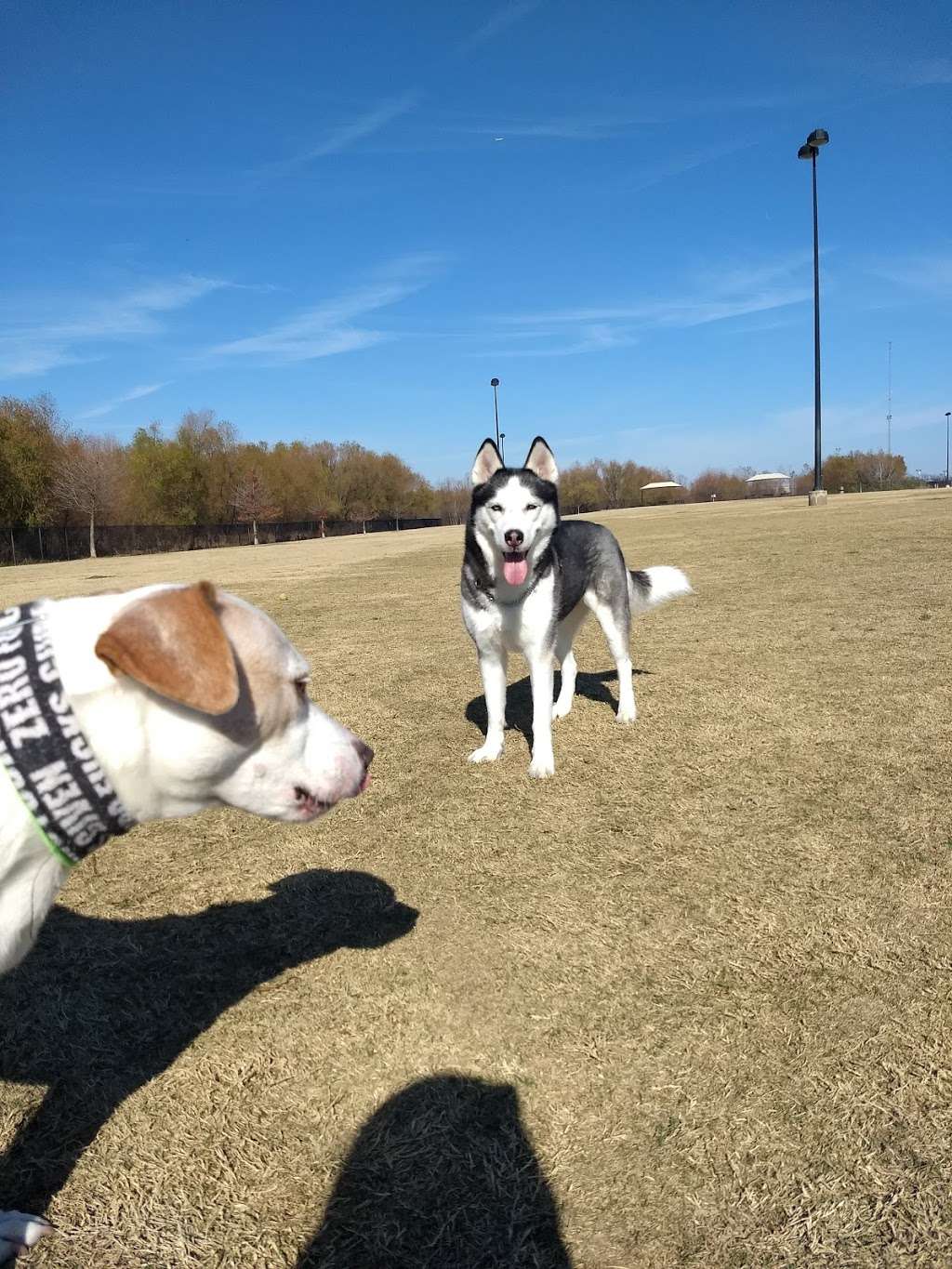 Dog Park - Toyota of Lewisville Railroad Park | 1301 S Railroad St, Lewisville, TX 75057, USA | Phone: (972) 219-5077