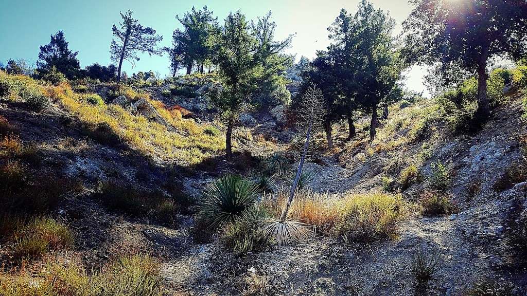 Cedar Overlook | Tujunga, CA 91042, USA