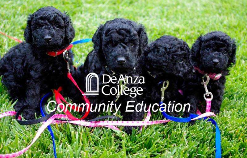 De Anza College Community Education | 21250 Stevens Creek Blvd, Cupertino, CA 95014 | Phone: (408) 864-8817