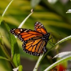 Cloverlawn Butterflies | Orlando, FL 32806, USA | Phone: (407) 896-8389