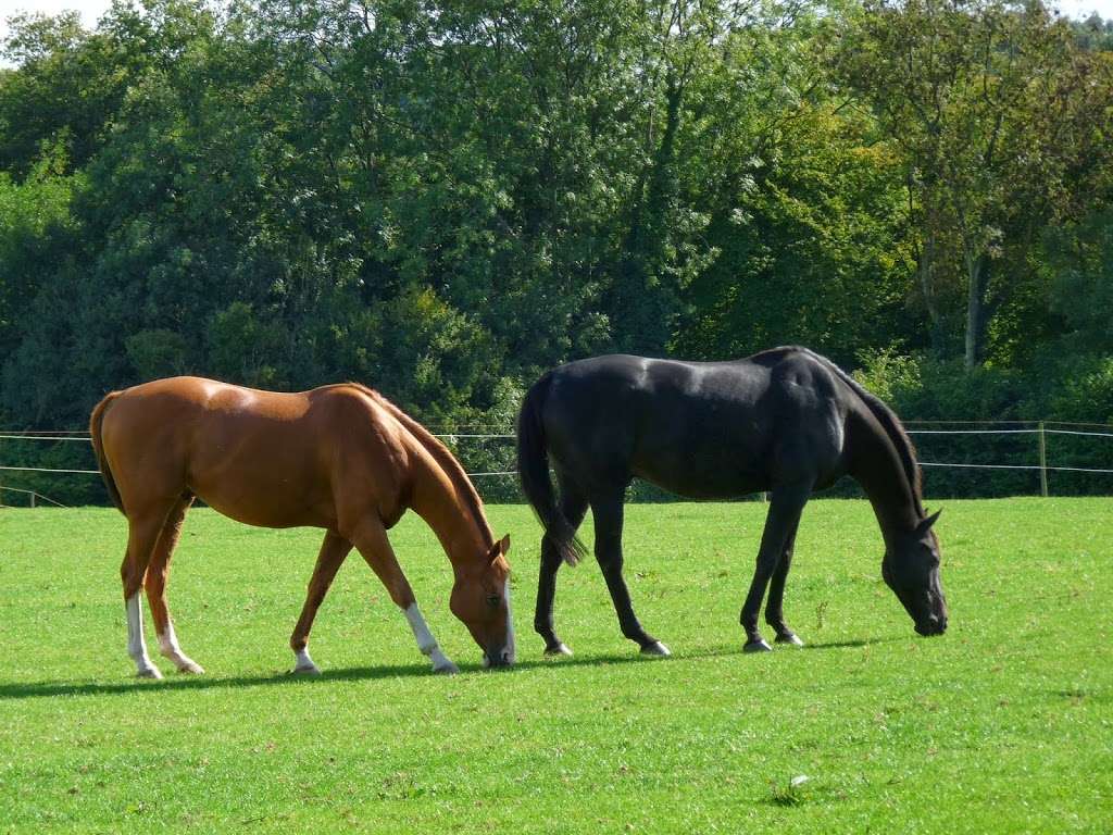 Little Dunks Livery Yard | Cuckoo Ln, Brenchley, Tonbridge TN12 7HX, UK | Phone: 07966 172422