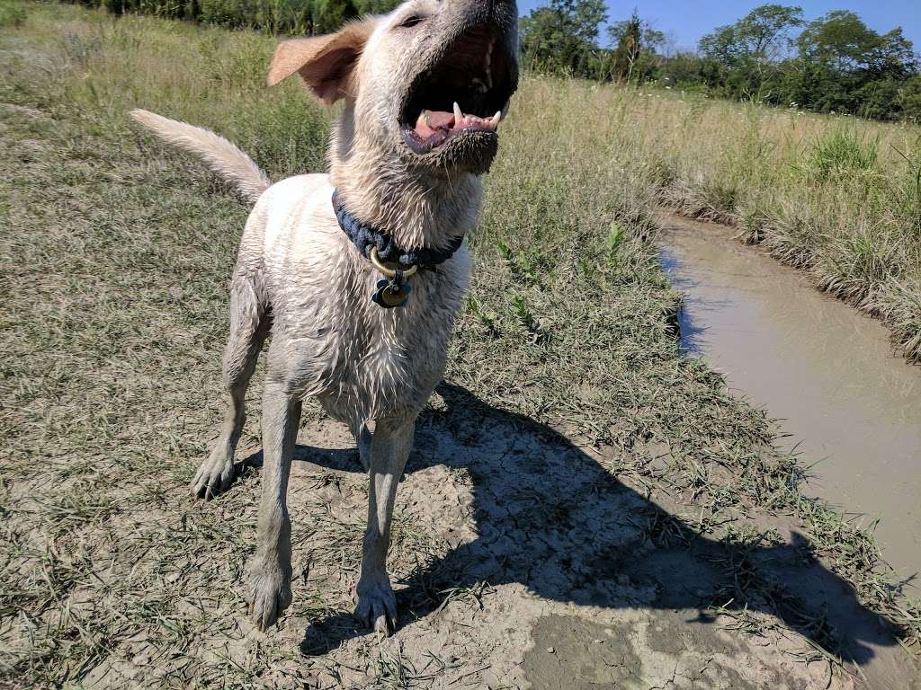 Beck Lake Off-Leash Dog Area | 9700 Gloria Ct, Glenview, IL 60025 | Phone: (800) 870-3666