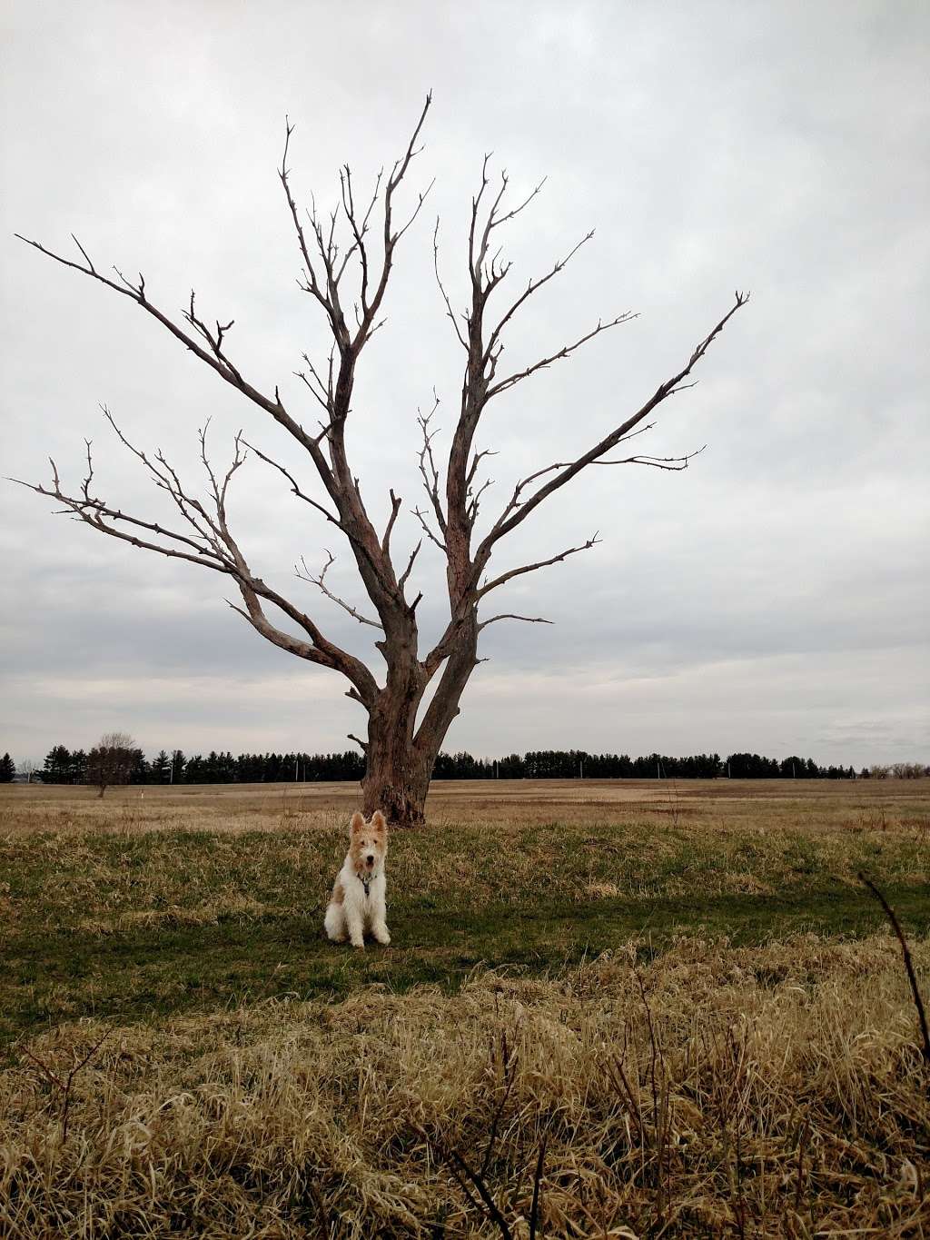 Fermilab Dog Training Area | Batavia Rd, Warrenville, IL 60555, USA | Phone: (630) 840-4845