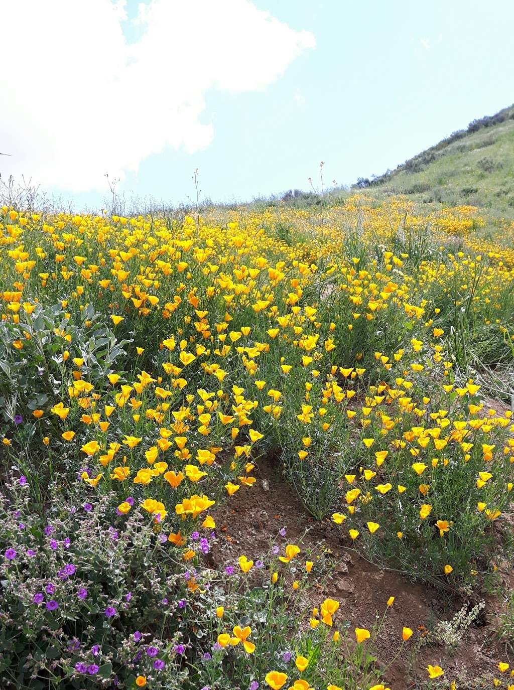 Horsethief Canyon Park | Horsethief Canyon Rd, Corona, CA 92883, USA