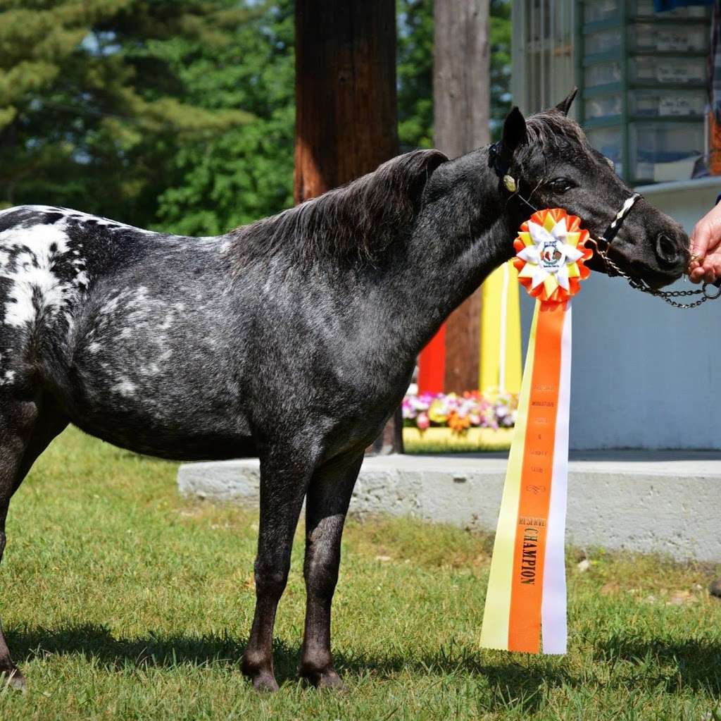 Rocky Pine Acres Miniature Horses and Tack Shop | 7182 White Rock Rd, Chambersburg, PA 17202, USA | Phone: (717) 352-7262