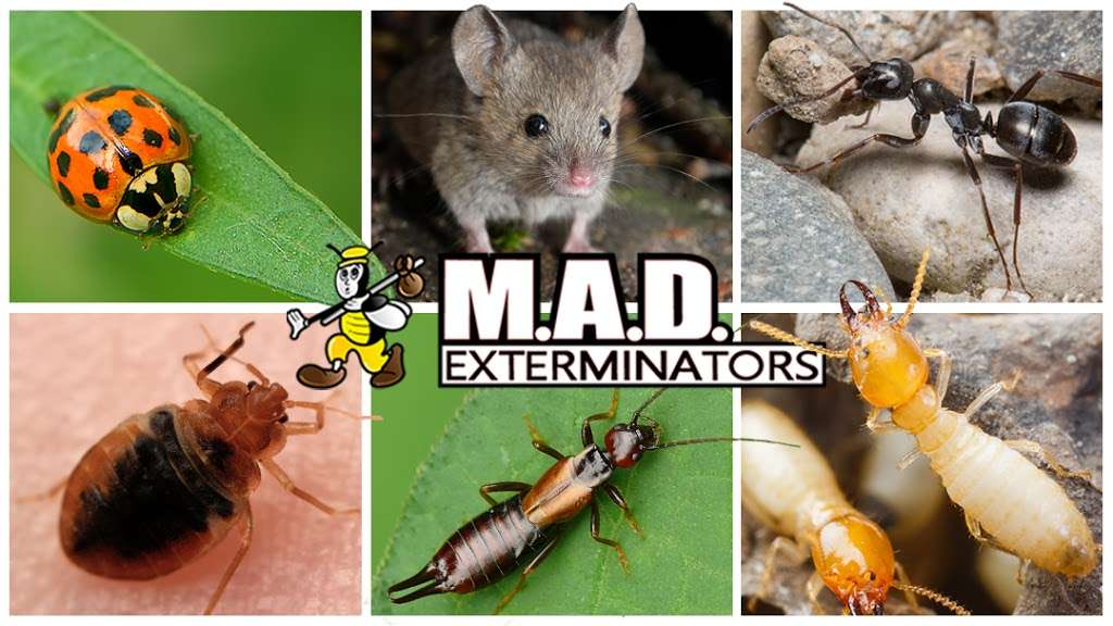 M.A.D. Exterminators Inc. | 78 S Trooper Rd, Norristown, PA 19403, USA | Phone: (610) 539-3180