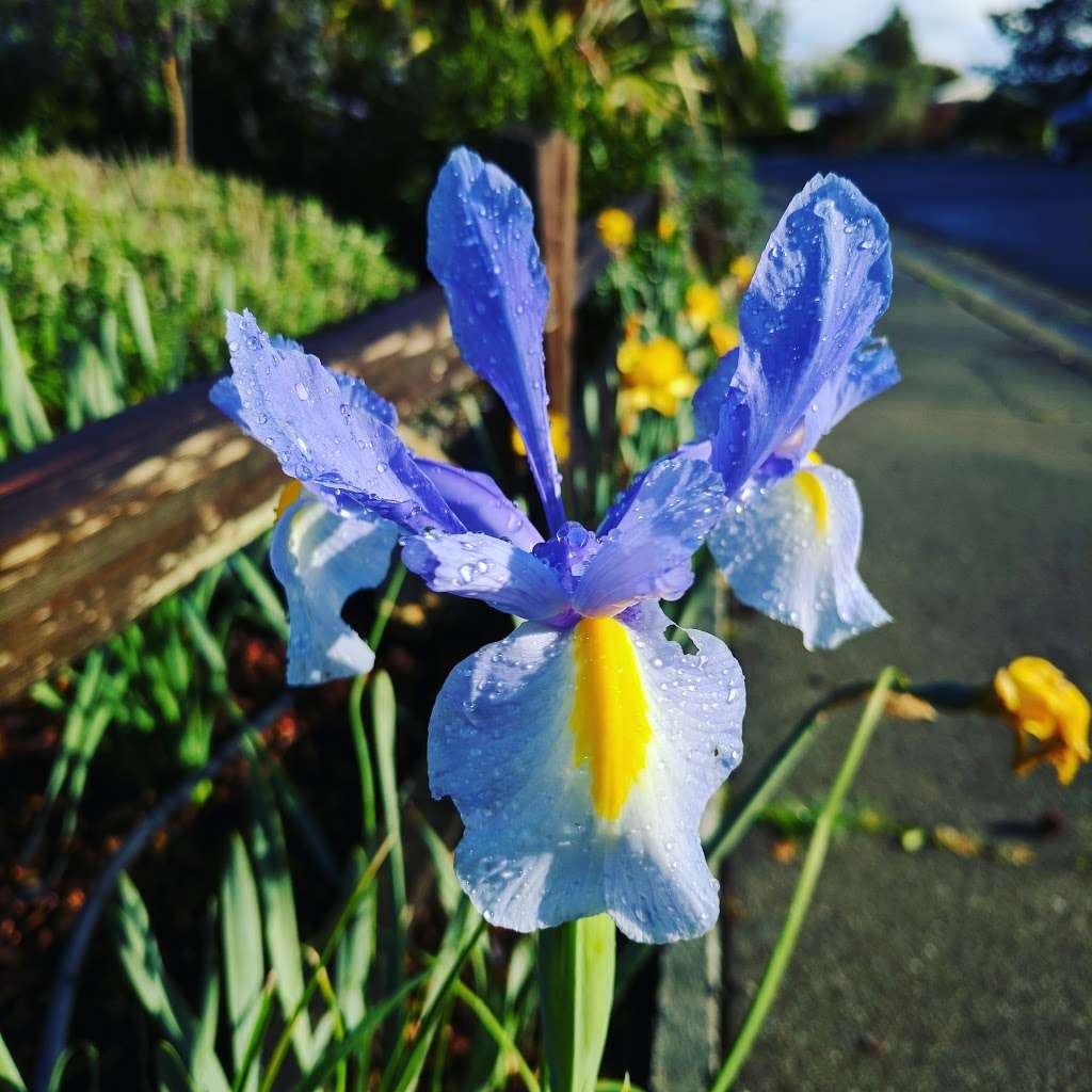 Victor Jones Park | San Rafael, CA 94901, USA