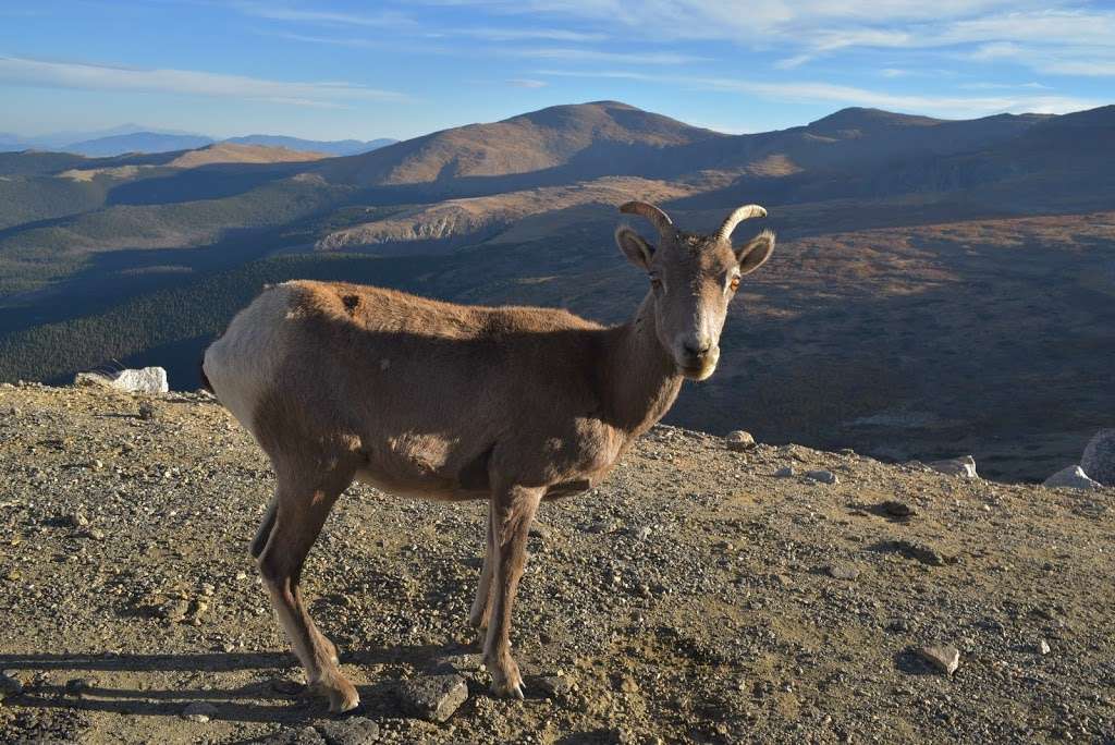 Mountain Evans | Mt Evans Rd, Evergreen, CO 80439, USA | Phone: (303) 567-3000