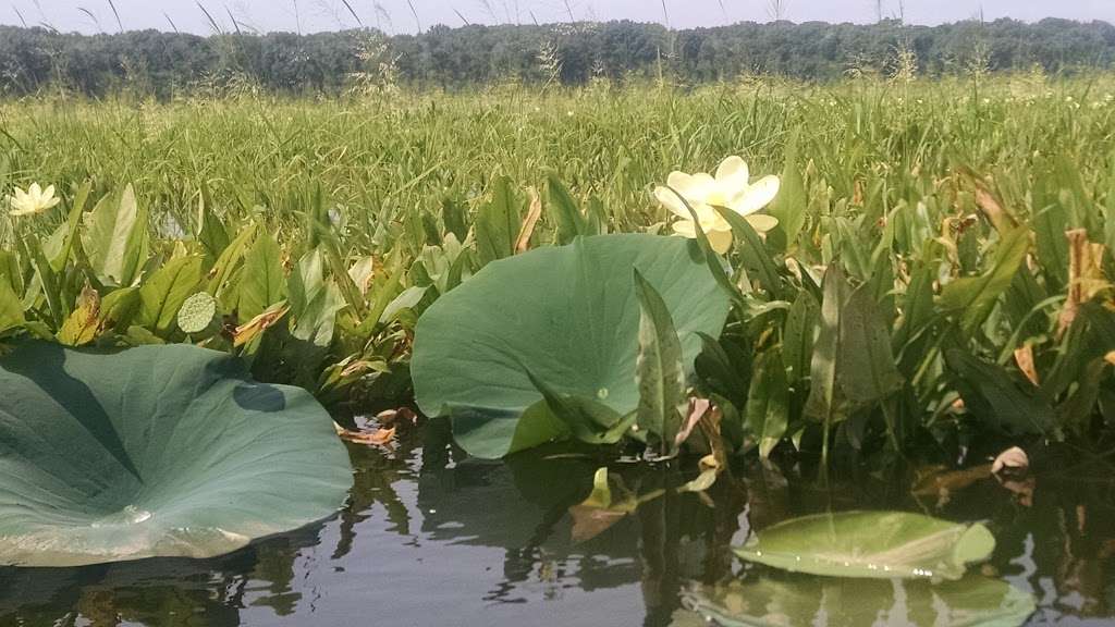 Mattawoman State Natural Environmental Area | Indian Head, MD 20640, USA