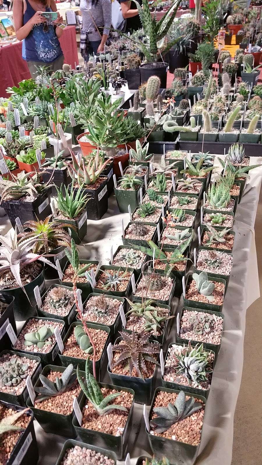 Cactus Succulent Show And Sale | Arcadia, CA 91007