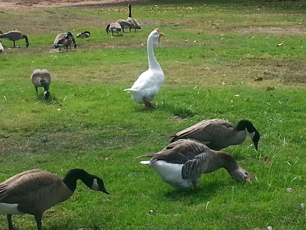 Penitencia Creek County Park | Mabury Rd & Jackson Ave, San Jose, CA 95133, USA | Phone: (408) 262-6980