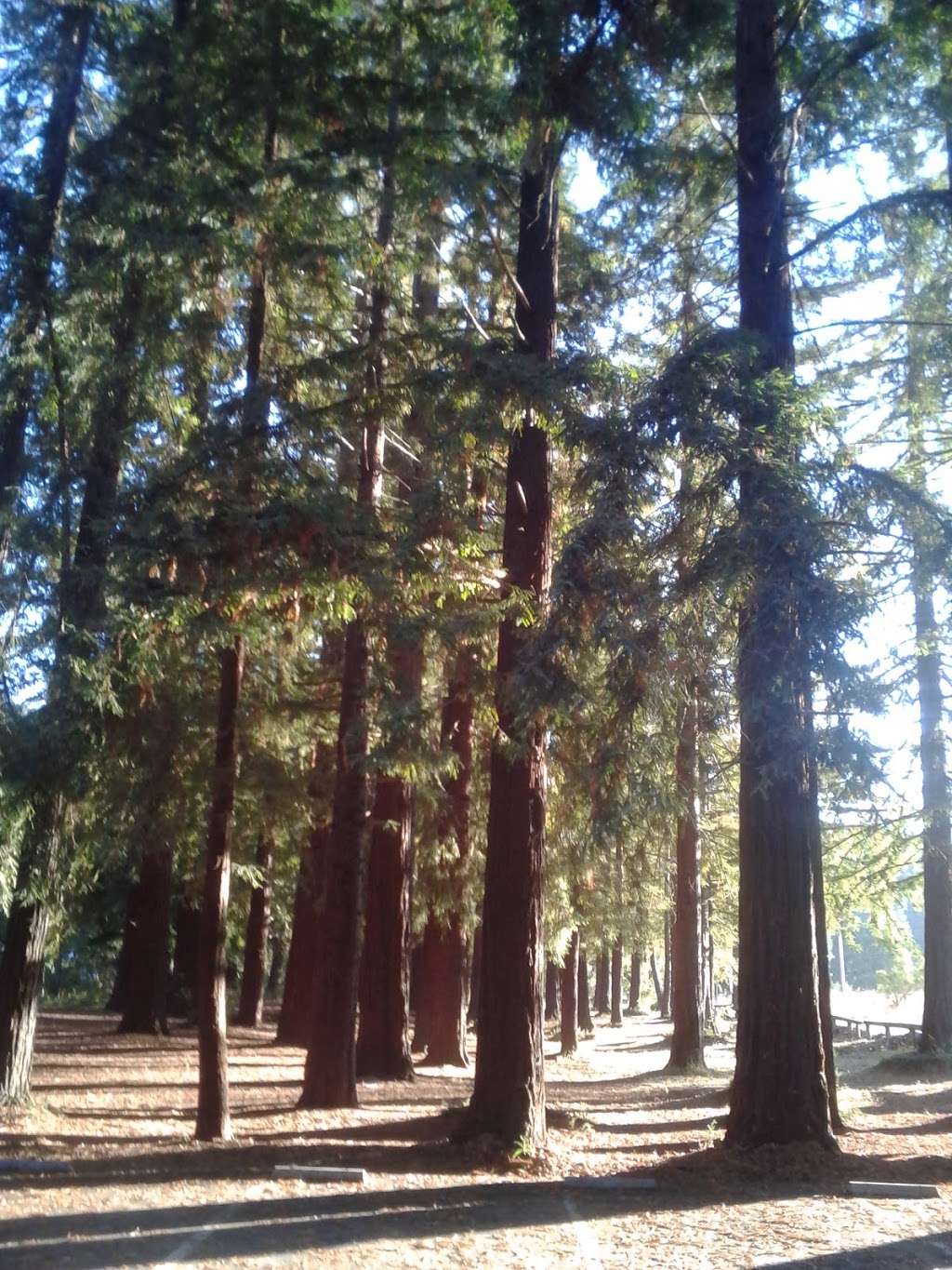 George Washington Picnic Area, DeLaveaga Park | 1292 Branciforte Dr, Santa Cruz, CA 95065 | Phone: (831) 420-5270