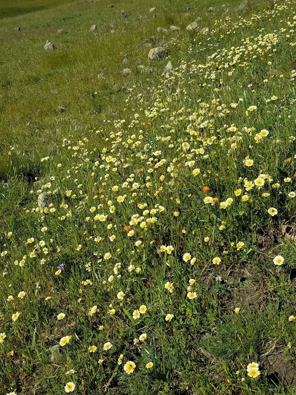 Coyote Ridge Open Space Preserve | 9611 Malech Rd, Morgan Hill, CA 95037, USA