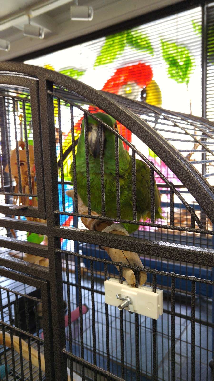 Fancy Feathers Exotic Birds | 5112, 1610 N Black Horse Pike, Blackwood, NJ 08012, USA | Phone: (856) 228-6000