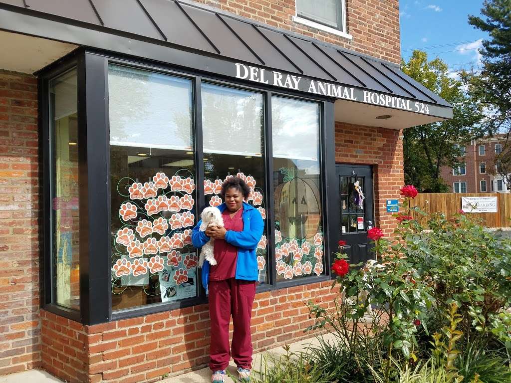 Del Ray Animal Hospital | 1147, 524 E Mt Ida Ave, Alexandria, VA 22301, USA | Phone: (703) 739-0000