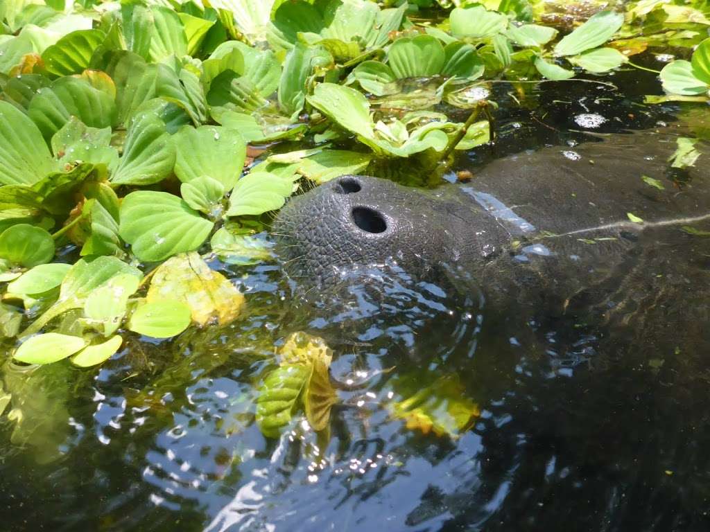 Loxahatchee River Natural Area | 2500 Jupiter Park Dr, Jupiter, FL 33478, USA | Phone: (561) 747-5700