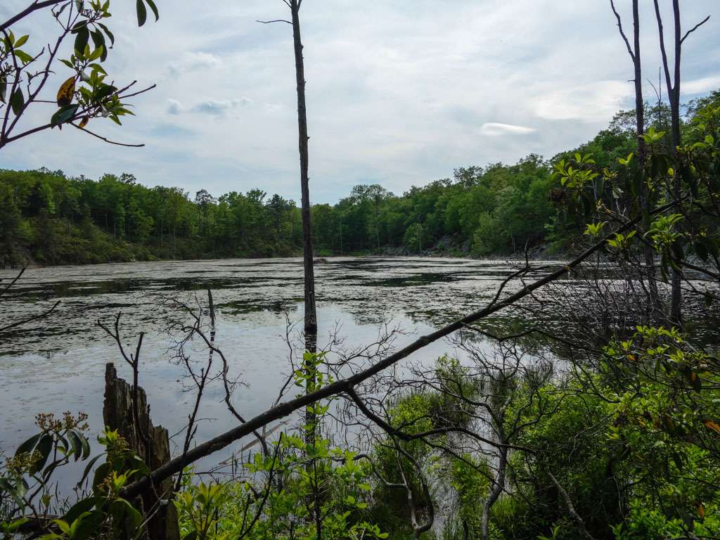 Beaver Pond | Appalachian Trail, Newton, NJ 07860