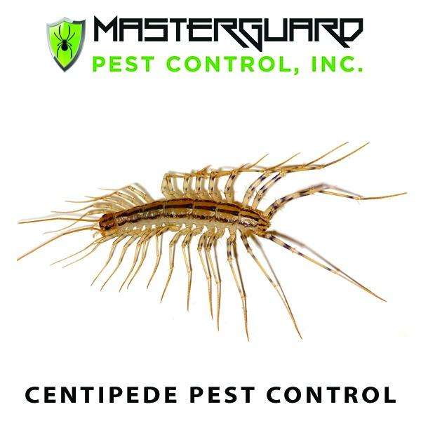 MasterGuard Pest Control Inc. | 3215 Golf Rd #293, Delafield, WI 53018, USA | Phone: (262) 408-2220