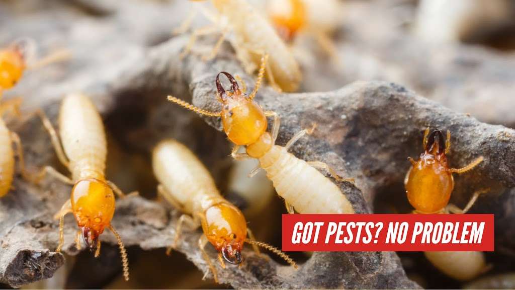 Champions Pest Control | 5859 Louetta Rd, Spring, TX 77379, USA | Phone: (281) 940-7955