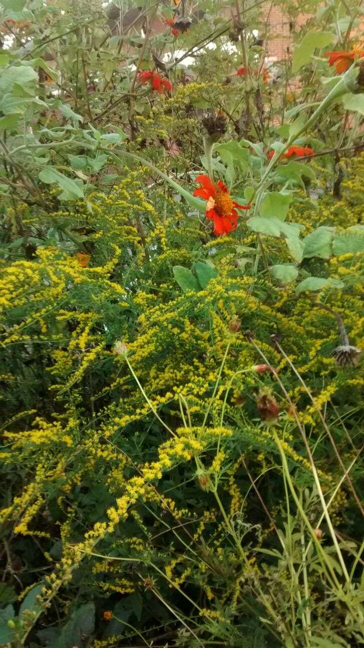 Sheridan Street Community Garden | 6200 Sheridan St, Riverdale, MD 20737 | Phone: (301) 779-2806