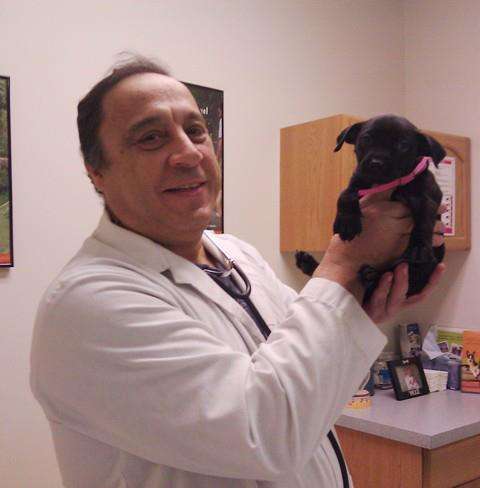 The-vet.net Animal Clinic | 1827 Wehrli Rd, Naperville, IL 60565 | Phone: (630) 544-3333