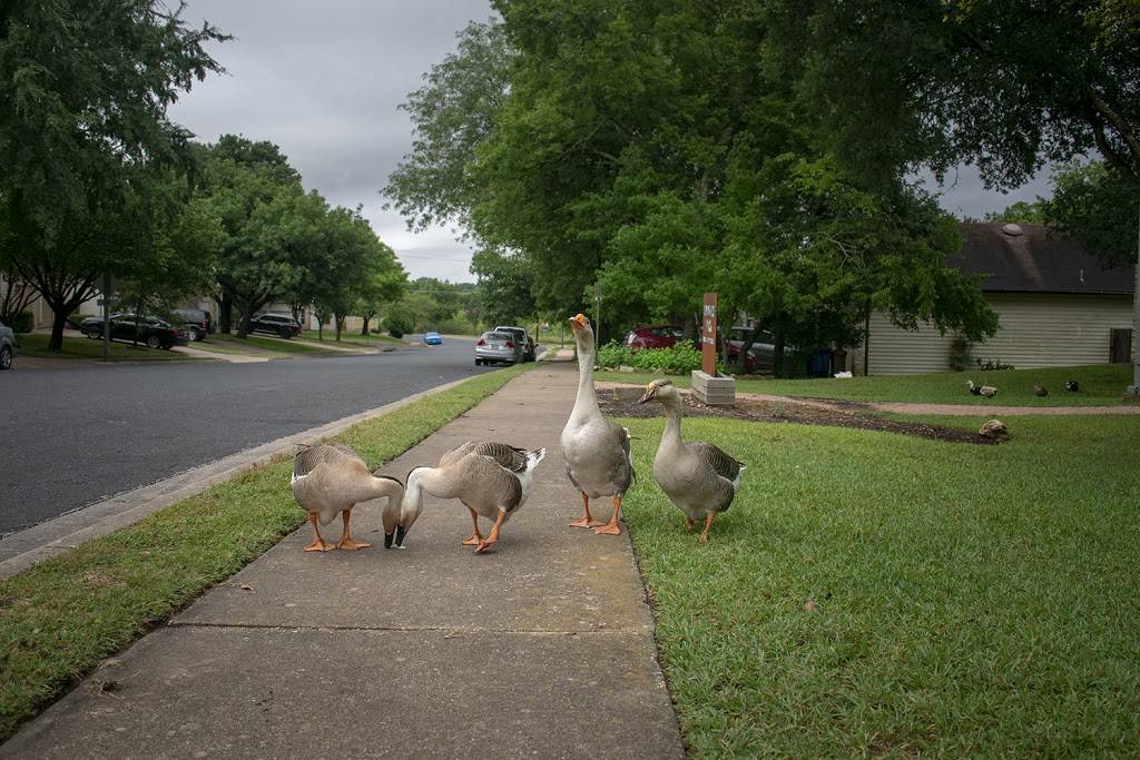 Lindshire Park | 10230 Lindshire Ln, Austin, TX 78748, USA | Phone: (512) 287-8000