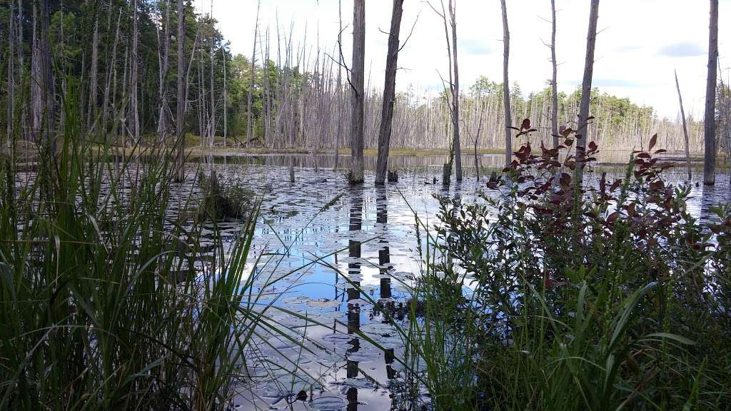 Batona Trail | Tabernacle, NJ 08088, USA