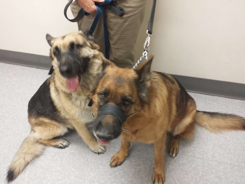 Lincoln Plaza Veterinary Clinic | 2955 Van Buren Boulevard, Riverside, CA 92503, USA | Phone: (951) 359-0363