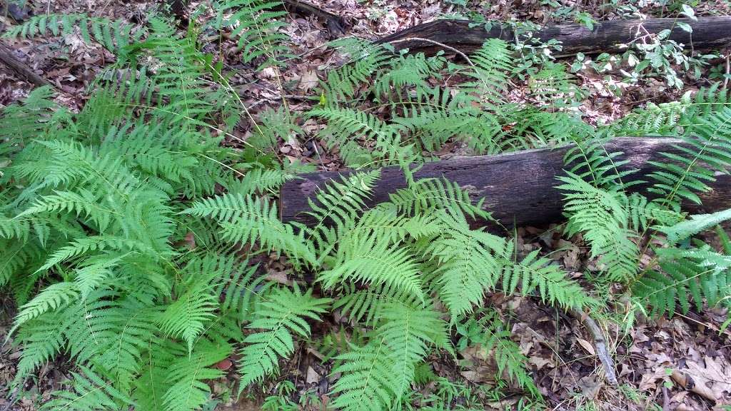 Tamarack Hollow Preserve | Hillcrest Ave, East Brunswick, NJ 08816, USA