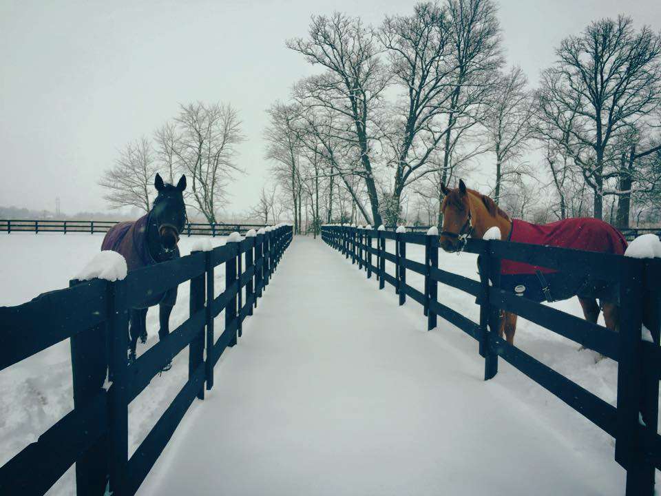 Colliers Lane Farm | 19901 Lamong Rd, Sheridan, IN 46069, USA | Phone: (317) 867-5554