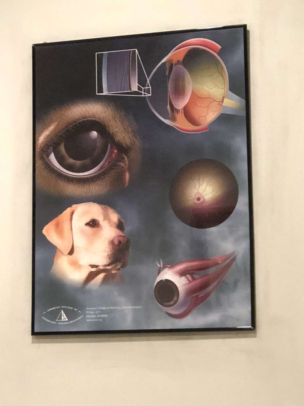 animal eye clinic wilton