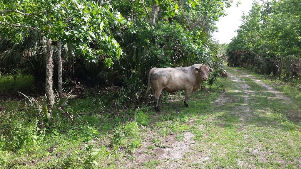 Brumley Rd Trailhead | 2500 Brumley Rd, Chuluota, FL 32766, USA