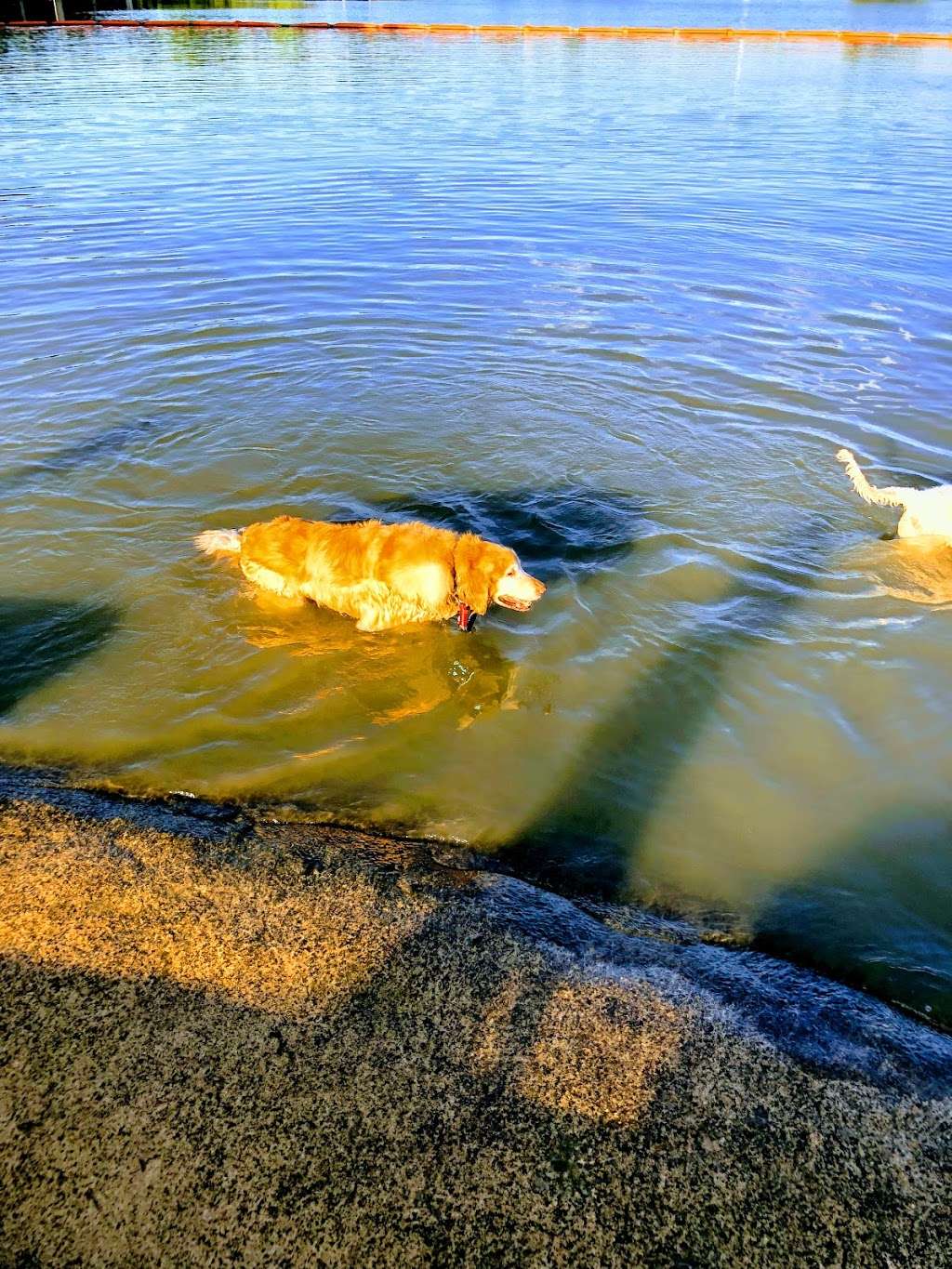 White Rock Lake Dog Park | 8000 E Mockingbird Ln, Dallas, TX 75218, USA | Phone: (214) 671-8001