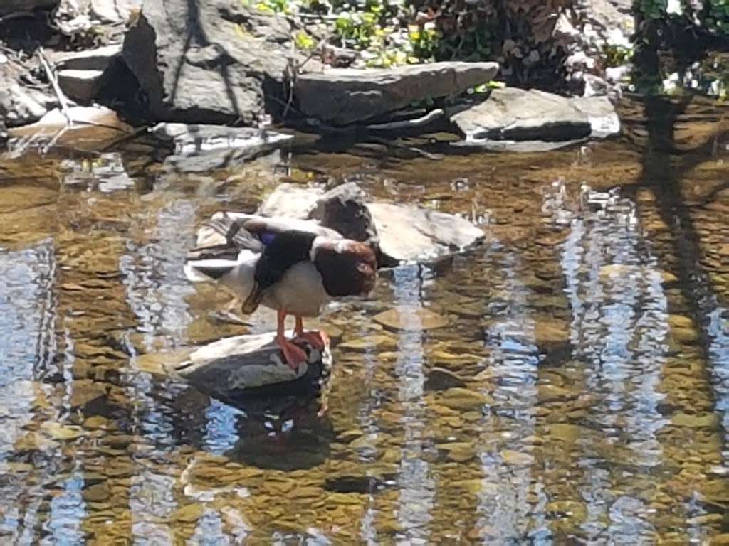 Flat Rock Brook Nature Center | 288 Jones Rd, Englewood, NJ 07631