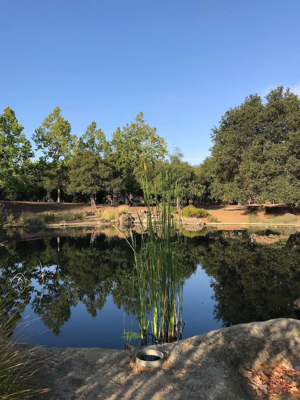 Best Self Walking Therapy | 22500 Cristo Rey Dr, Los Altos, CA 94024, USA | Phone: (408) 813-5324