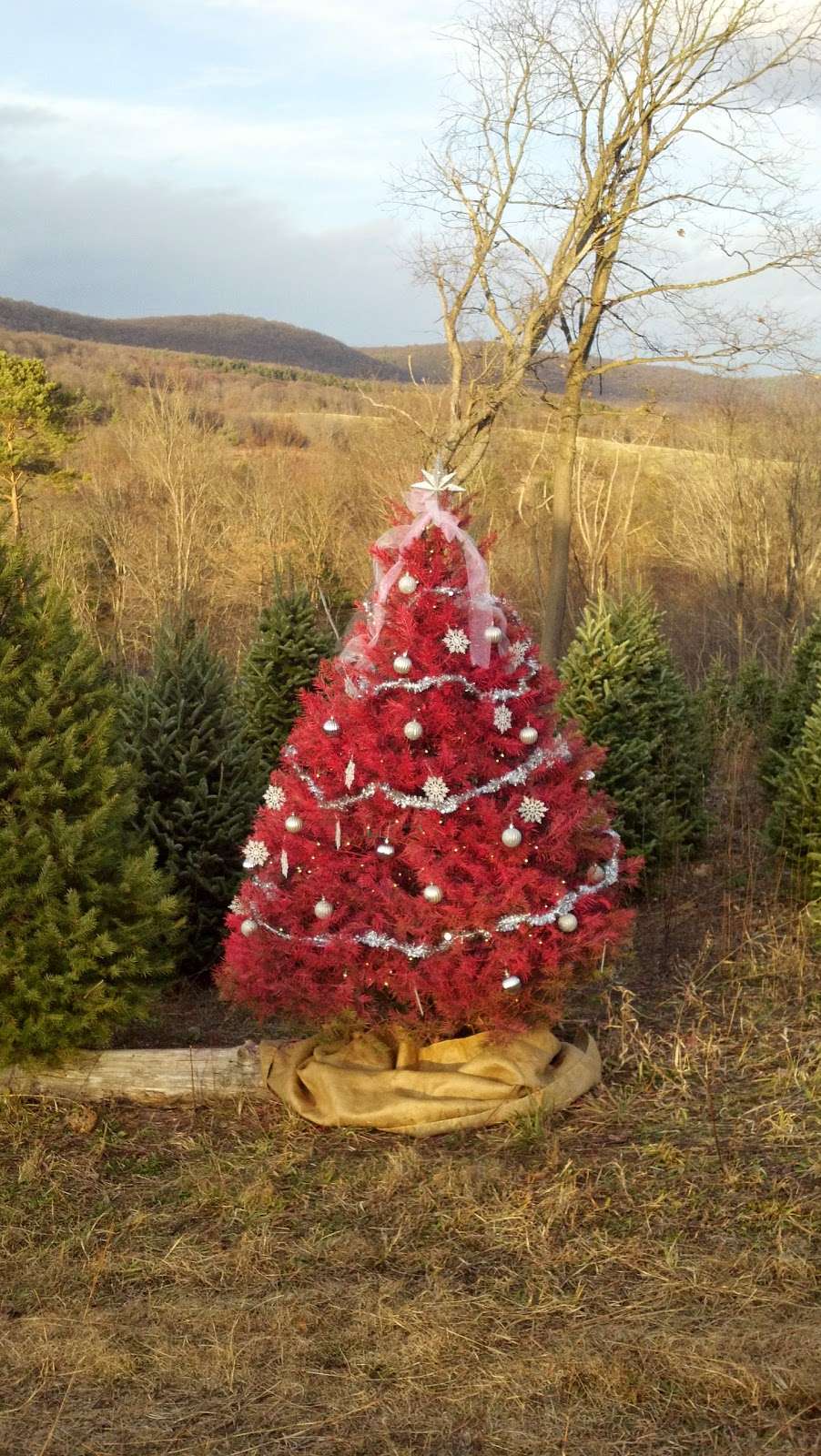 Ruffs Christmas Trees | 263 Ranch Rd, Schuylkill Haven, PA 17972, USA | Phone: (570) 366-0456