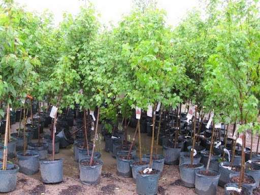 Affordable Trees, LLC. | 3969 E Co Rd 67, Chesterfield, IN 46017, USA | Phone: (317) 758-2000