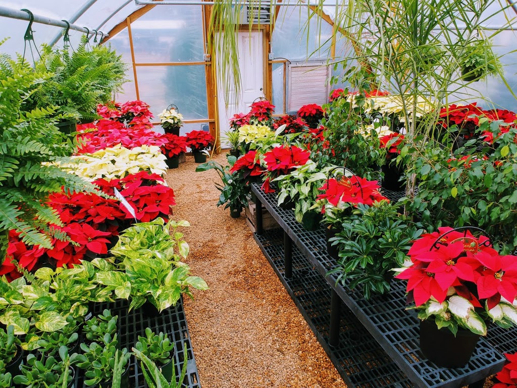 Kellys Nursery & Greenhouses | 6019 Godwin Blvd, Suffolk, VA 23432, USA | Phone: (757) 255-4171