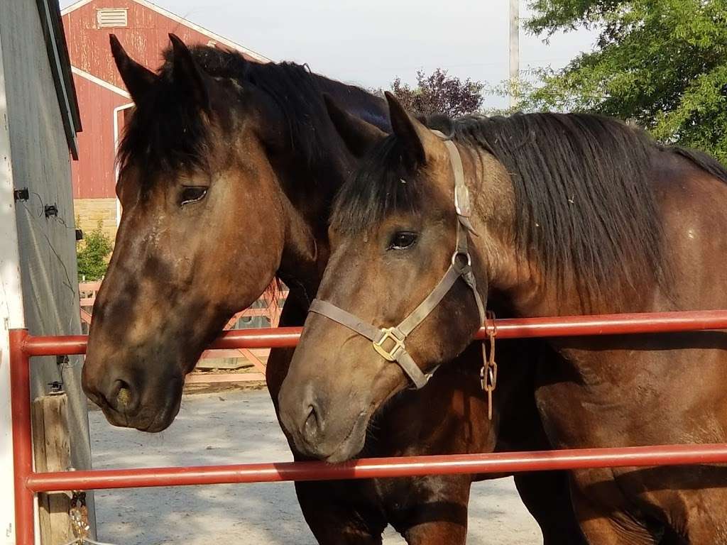 Amish Country Buggy Rides | 3023 Old Philadelphia Pike, Bird in Hand, PA 17505, USA | Phone: (717) 929-0579